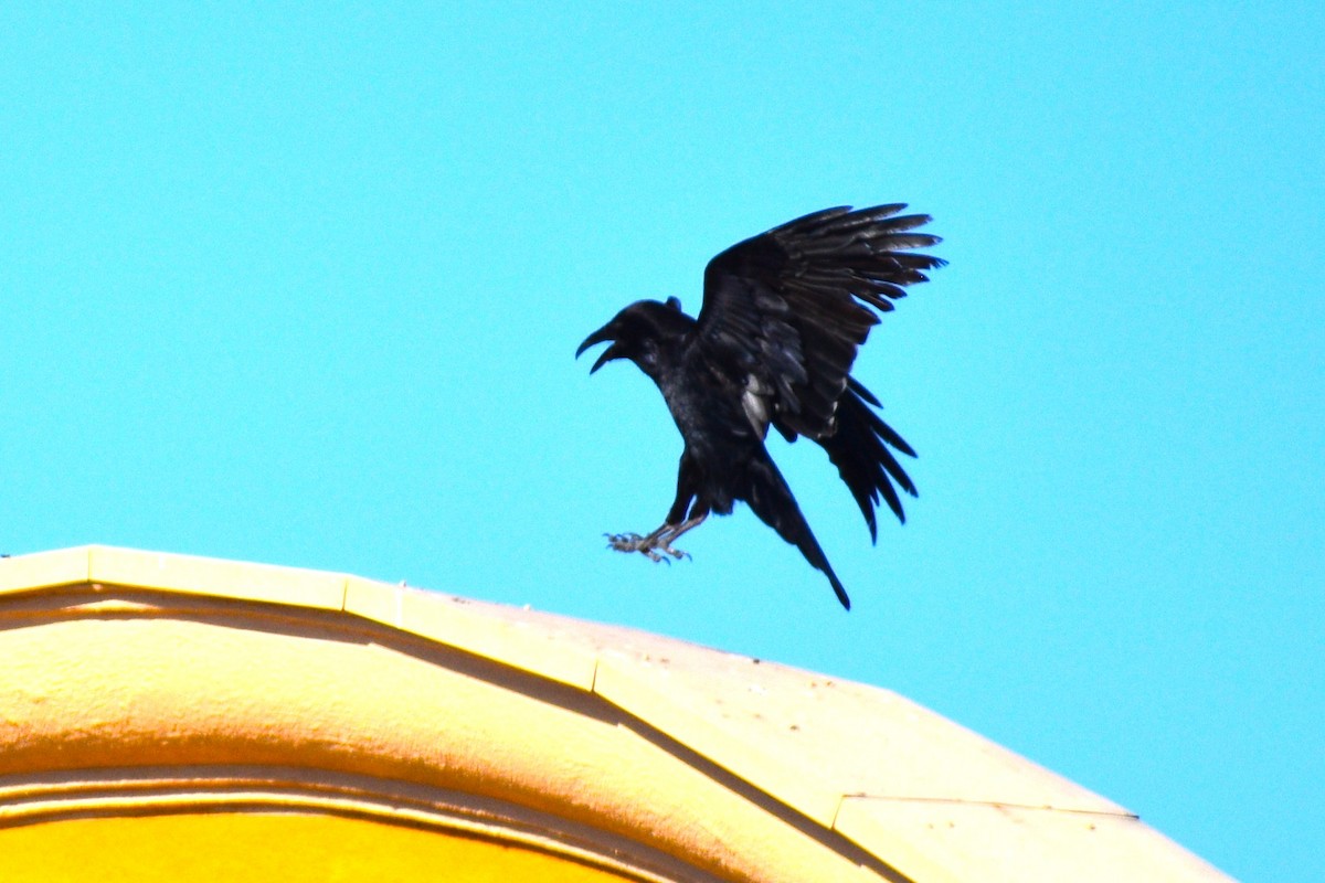 American Crow - ML632380779