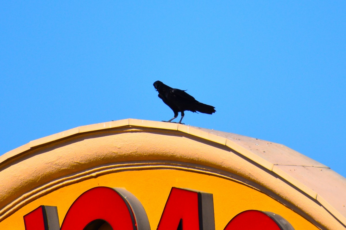 American Crow - ML632380780