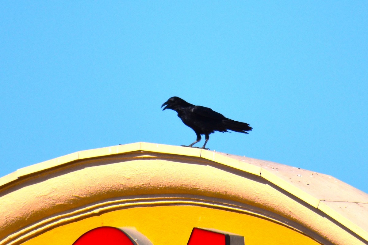 American Crow - ML632380781