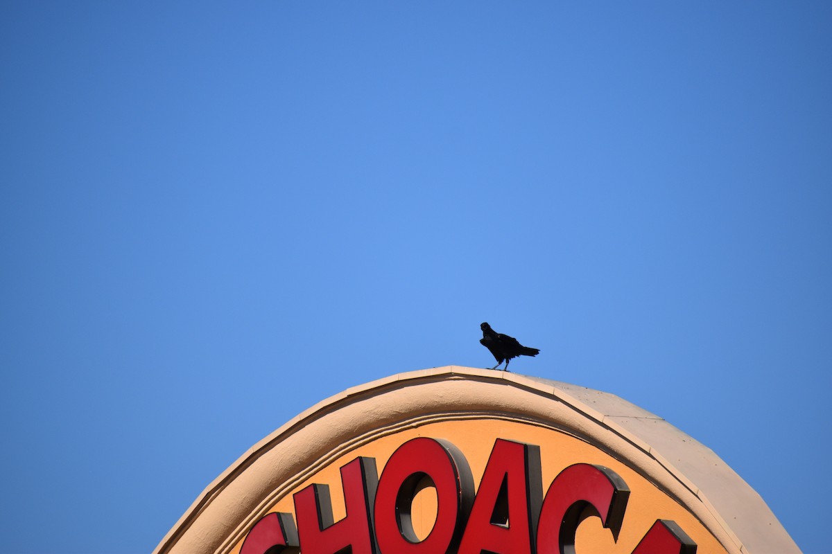 American Crow - ML632380782