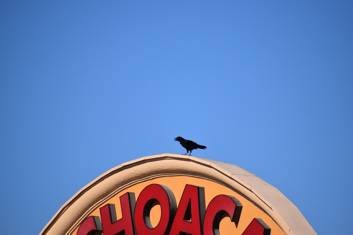 American Crow - ML632380783