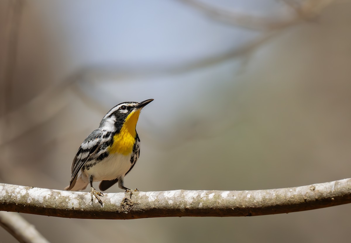 Goldkehl-Waldsänger - ML632380859