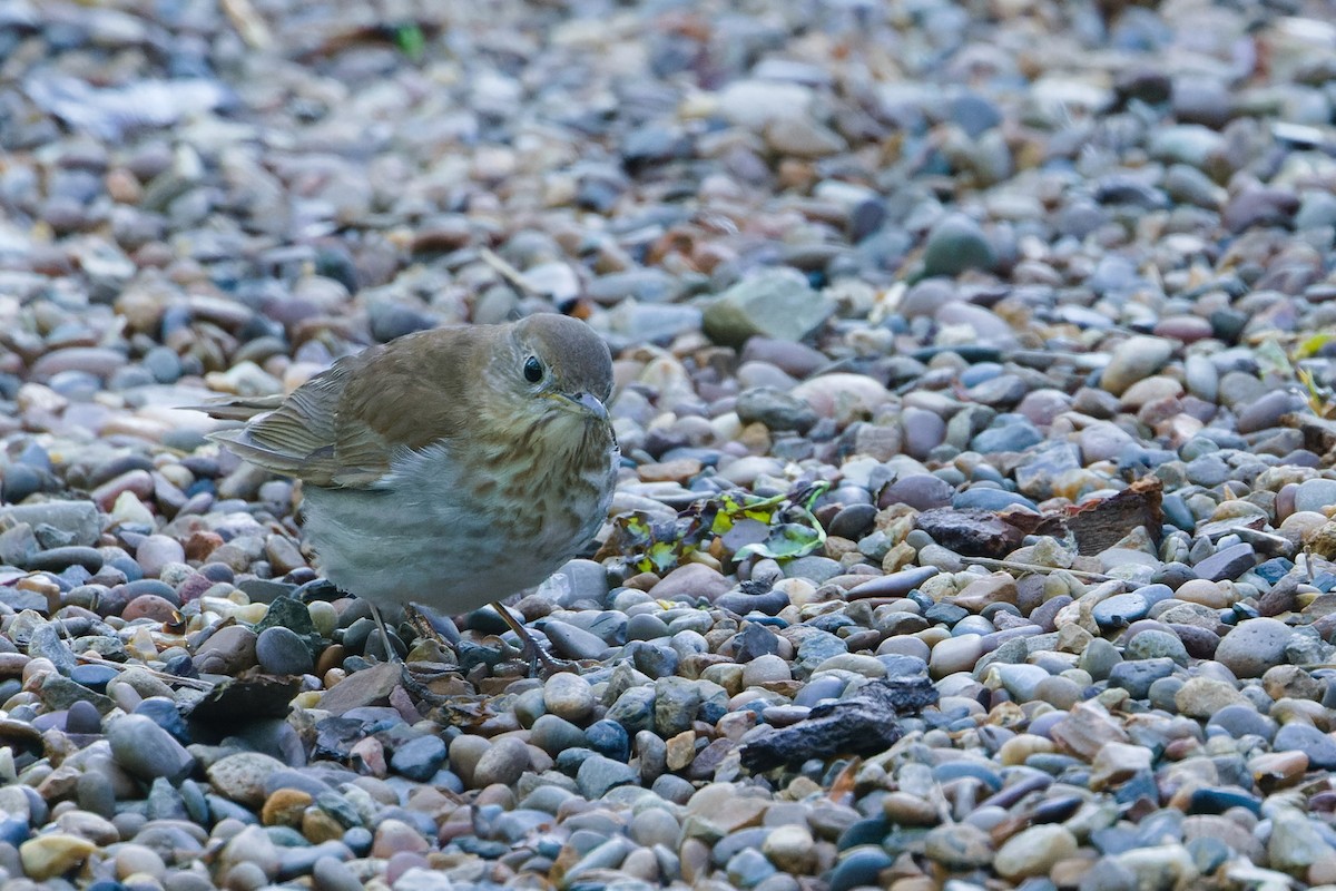 Veery - ML632380937