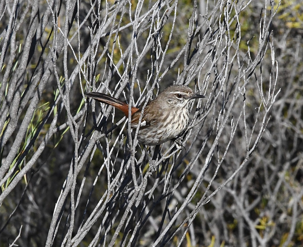 Shy Heathwren - ML632381020