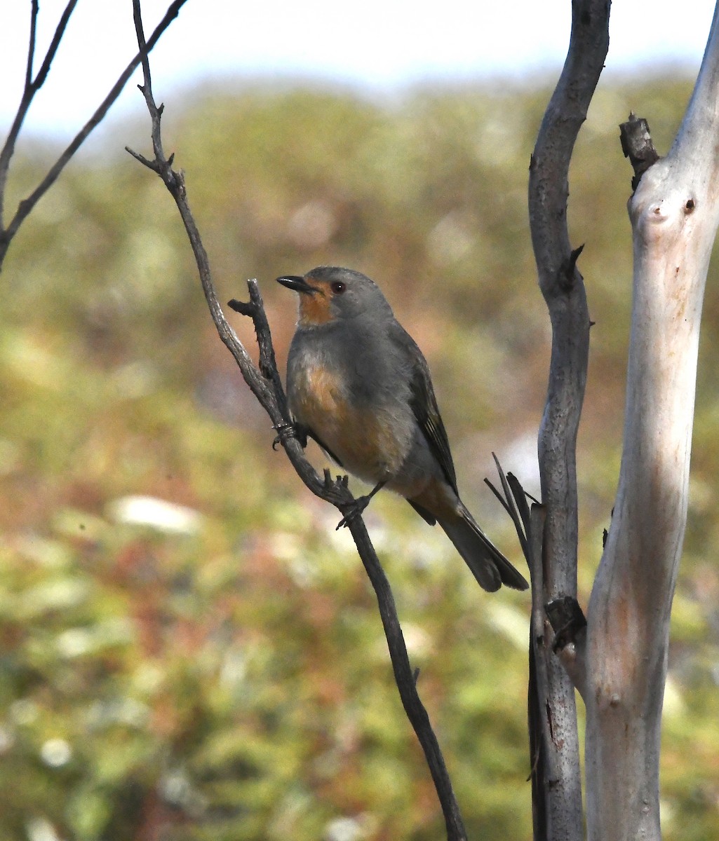 Red-lored Whistler - ML632381030