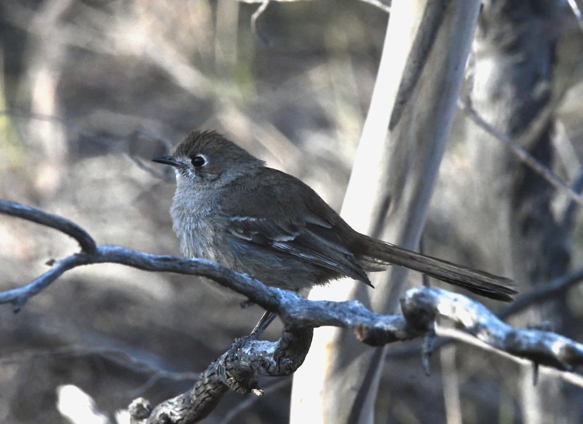 Southern Scrub-Robin - ML632381063
