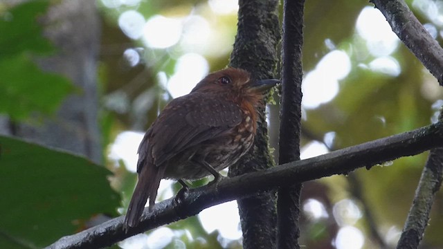 White-whiskered Puffbird - ML632381407