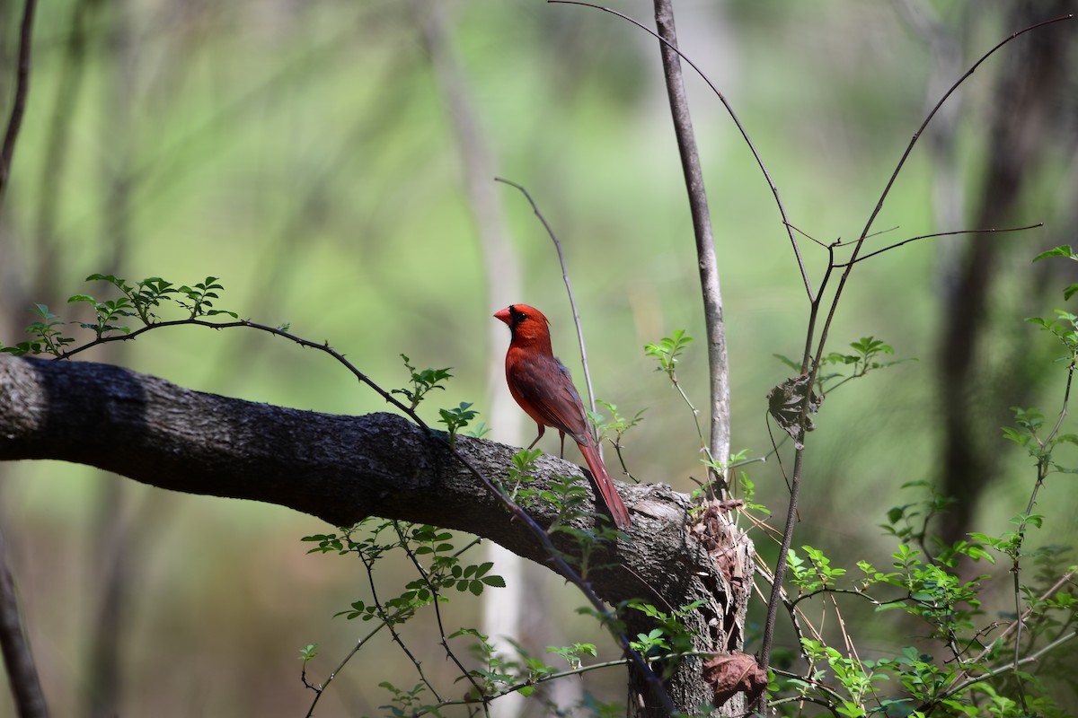 Northern Cardinal - ML632381501