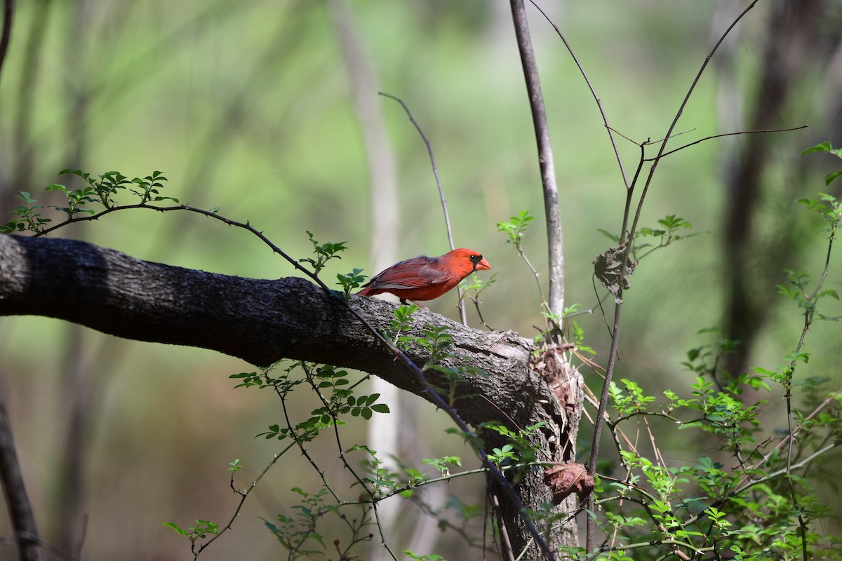 Northern Cardinal - ML632381502