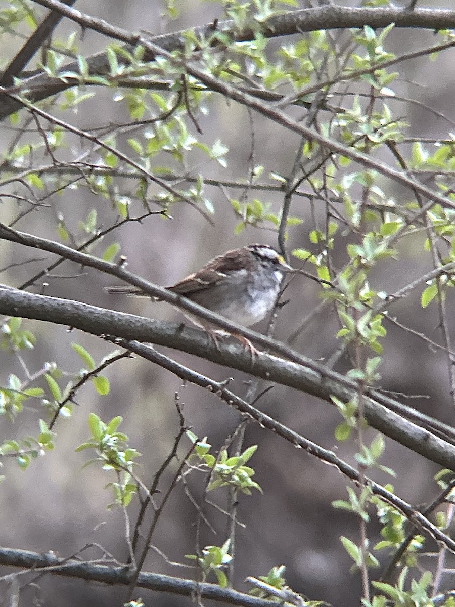 White-throated Sparrow - ML632381512