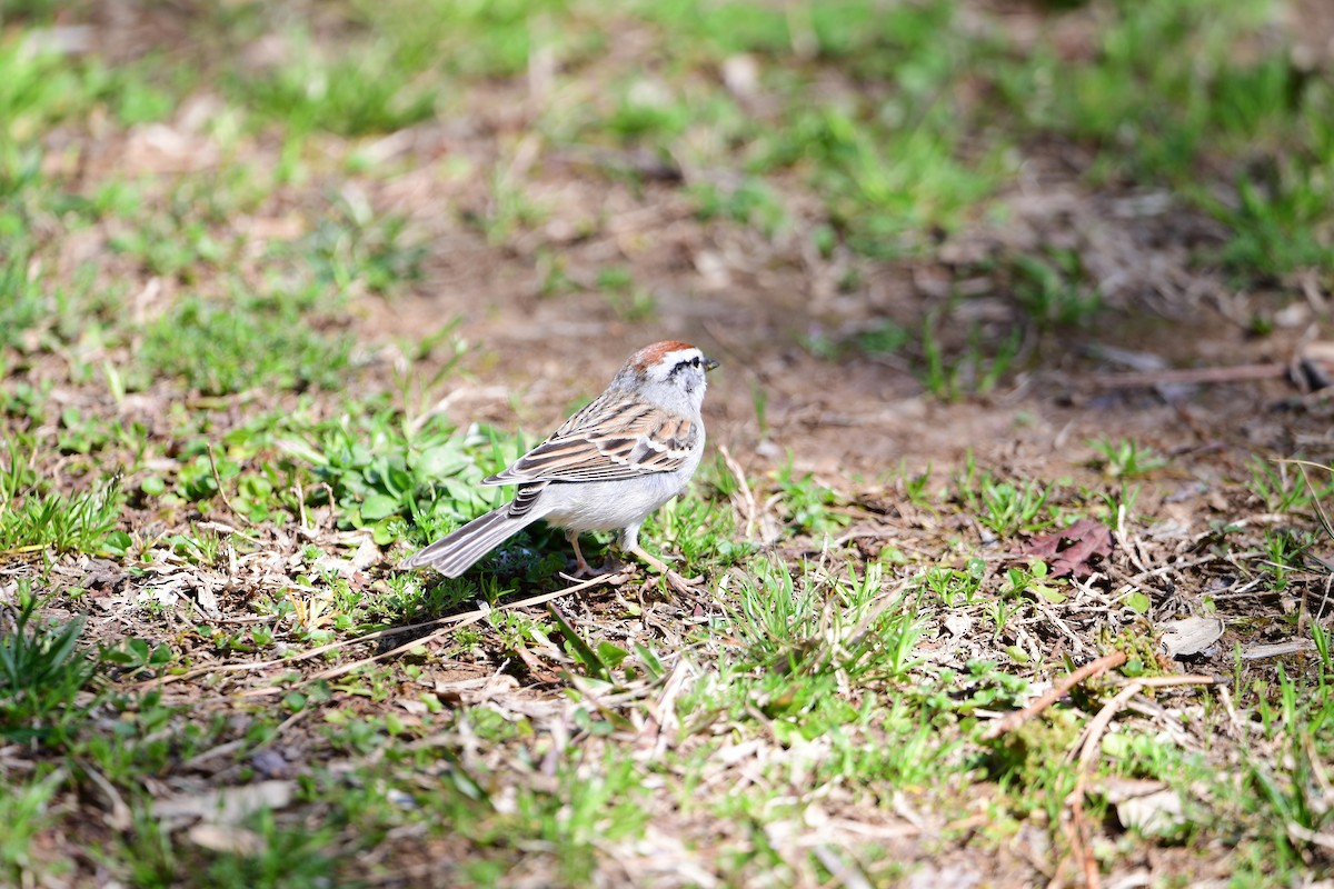 Chipping Sparrow - ML632381531