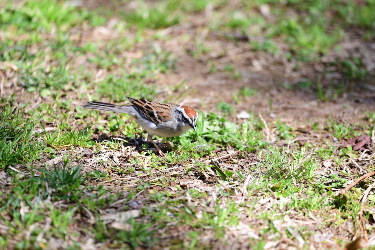 Chipping Sparrow - ML632381532