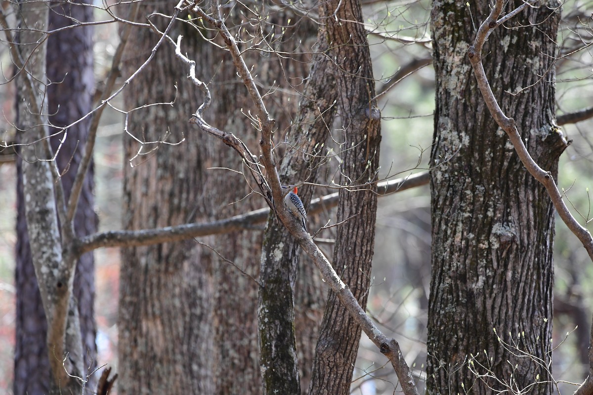 Red-bellied Woodpecker - ML632381551