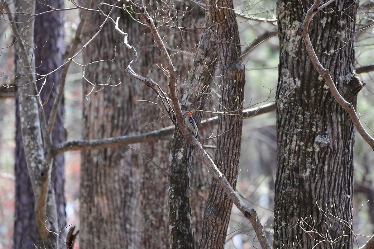Red-bellied Woodpecker - ML632381552