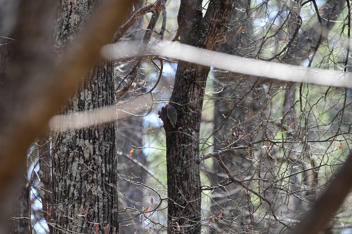 Red-bellied Woodpecker - ML632381556