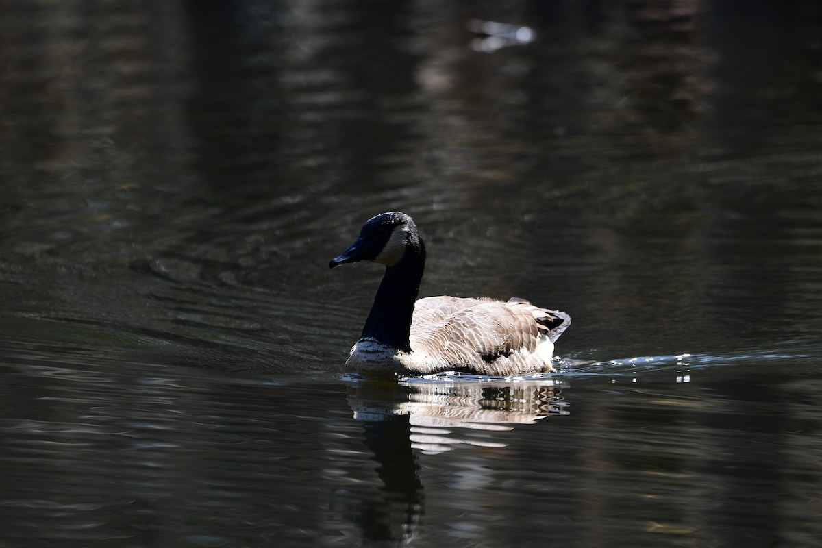 Canada Goose - ML632381567