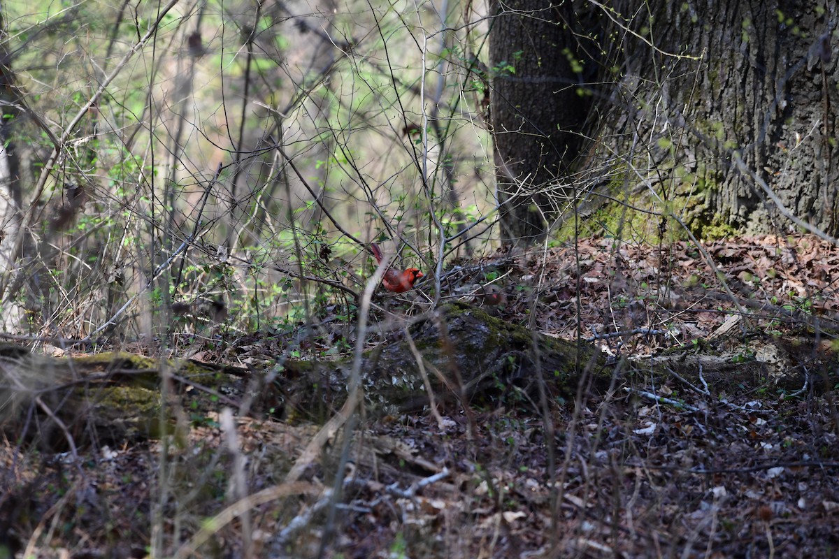 Northern Cardinal - ML632381569