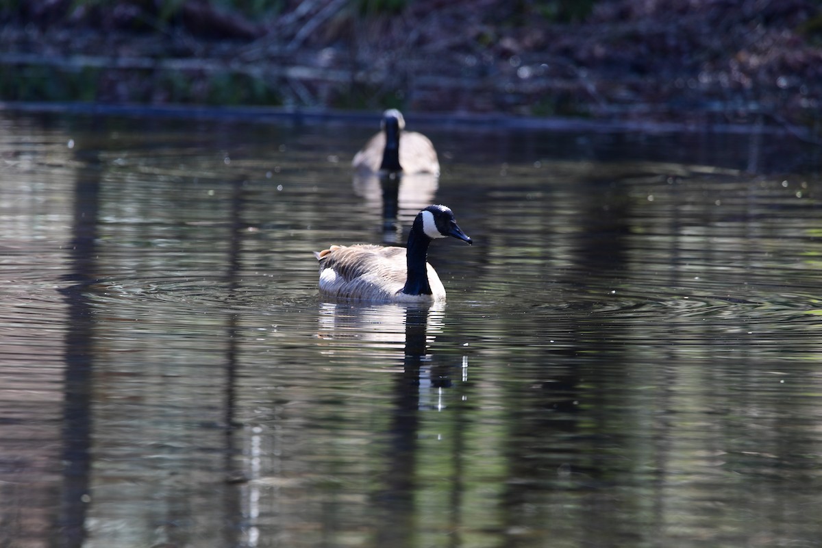 Canada Goose - ML632381572