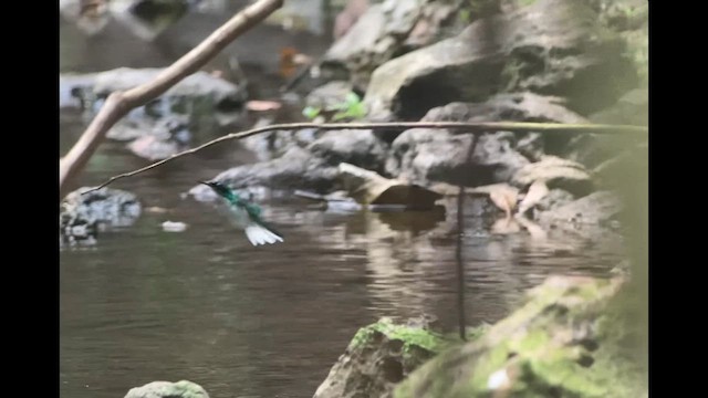 Purple-crowned Fairy - ML632381592