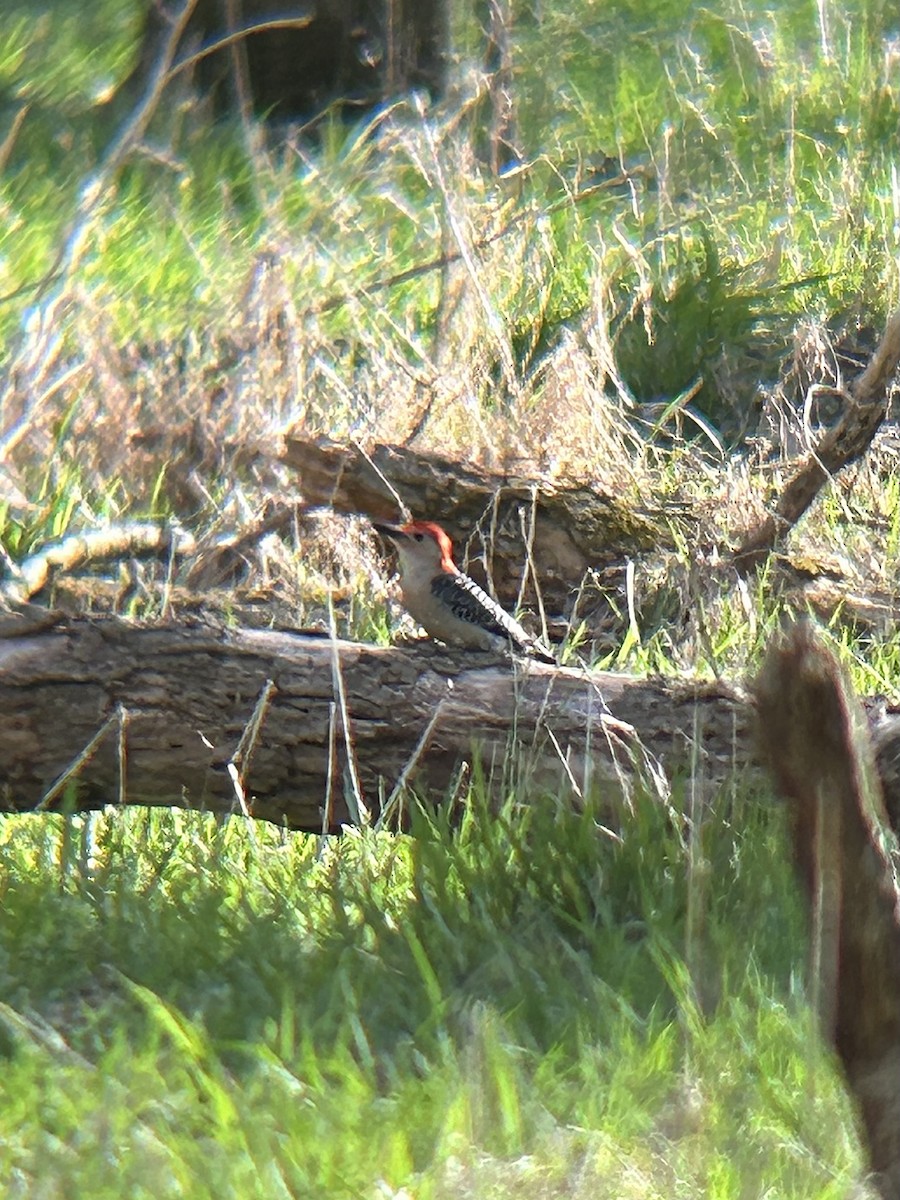 Red-bellied Woodpecker - ML632381618