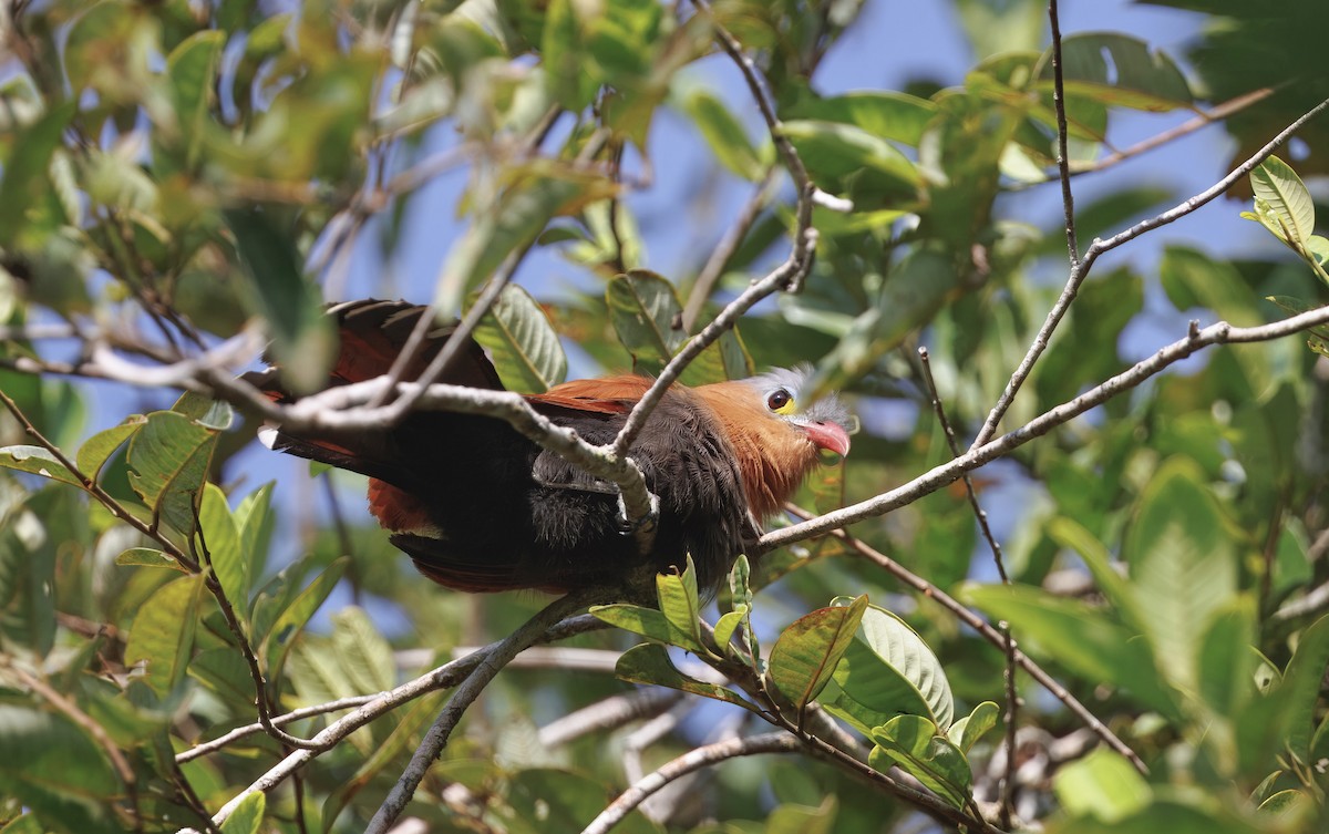 Black-bellied Cuckoo - ML632381636