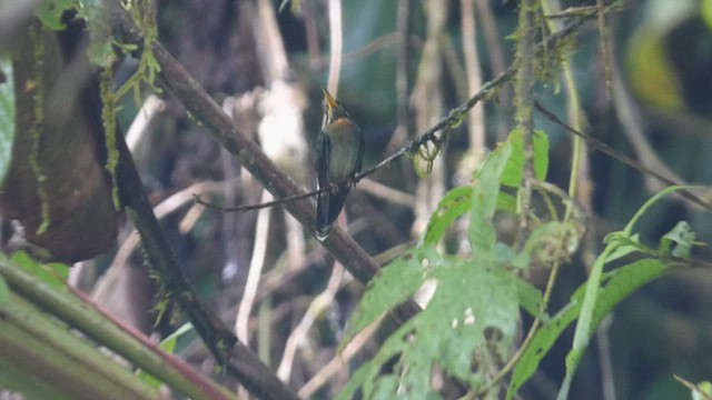 Band-tailed Barbthroat - ML632381834
