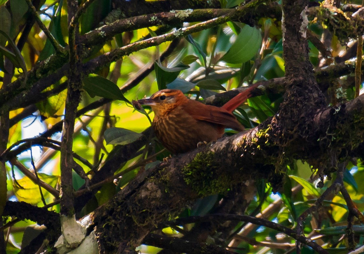 Rufous-necked Foliage-gleaner - ML632381929