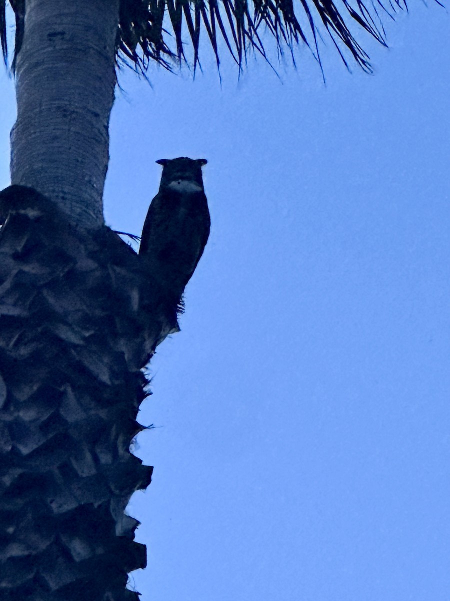 Great Horned Owl - ML632382376