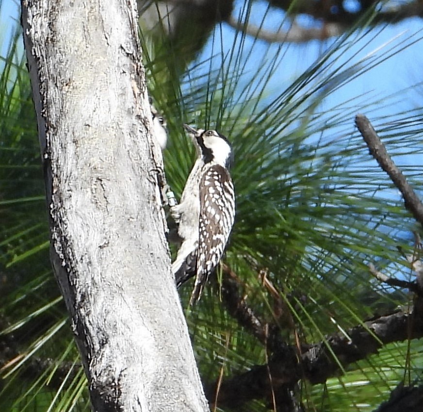 Red-cockaded Woodpecker - ML632382415