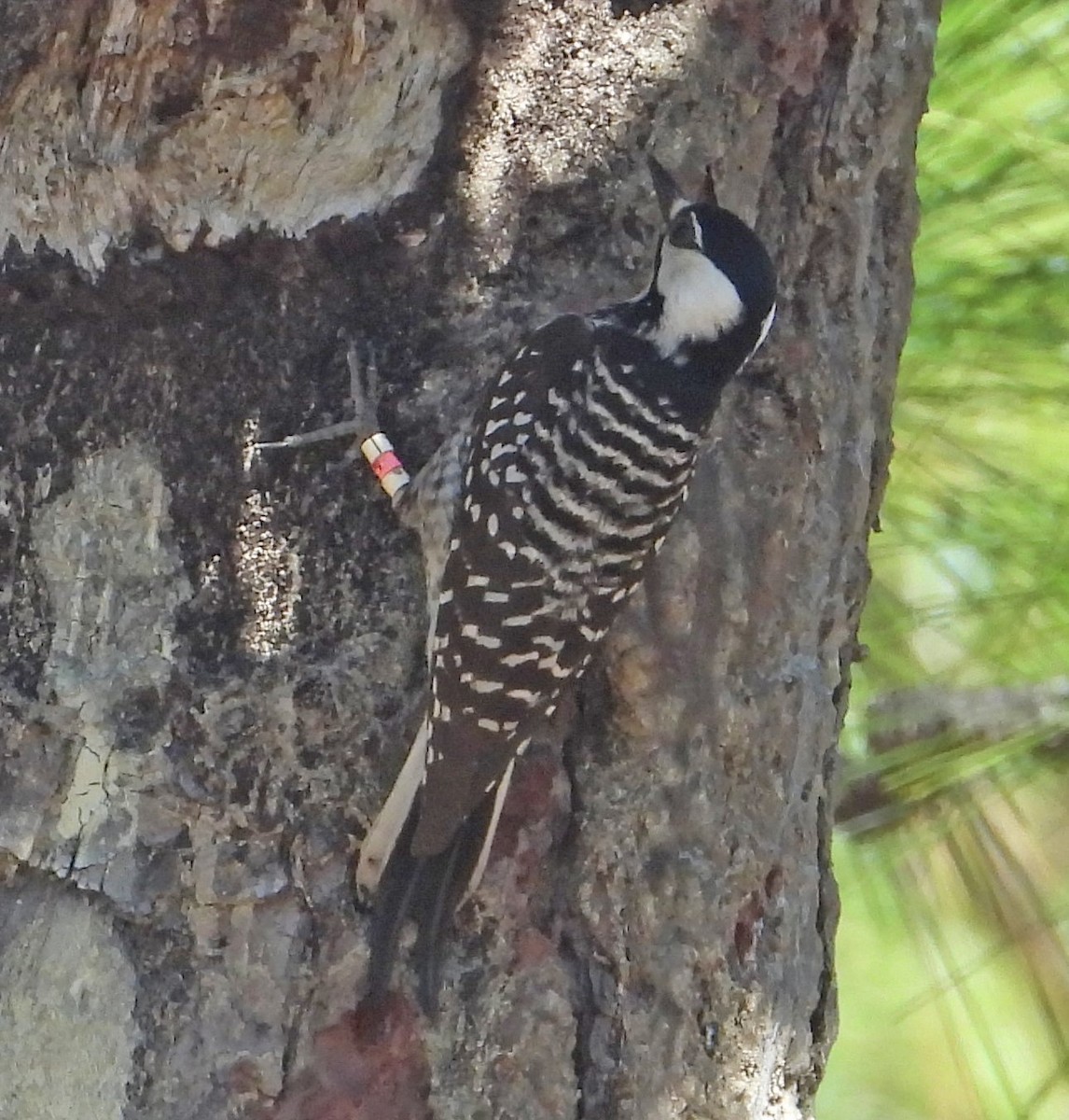 Red-cockaded Woodpecker - ML632382417