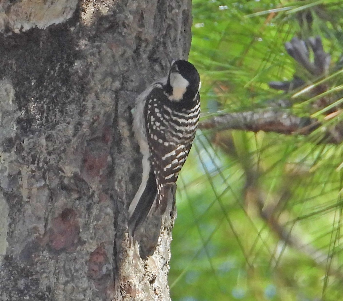 Red-cockaded Woodpecker - ML632382418
