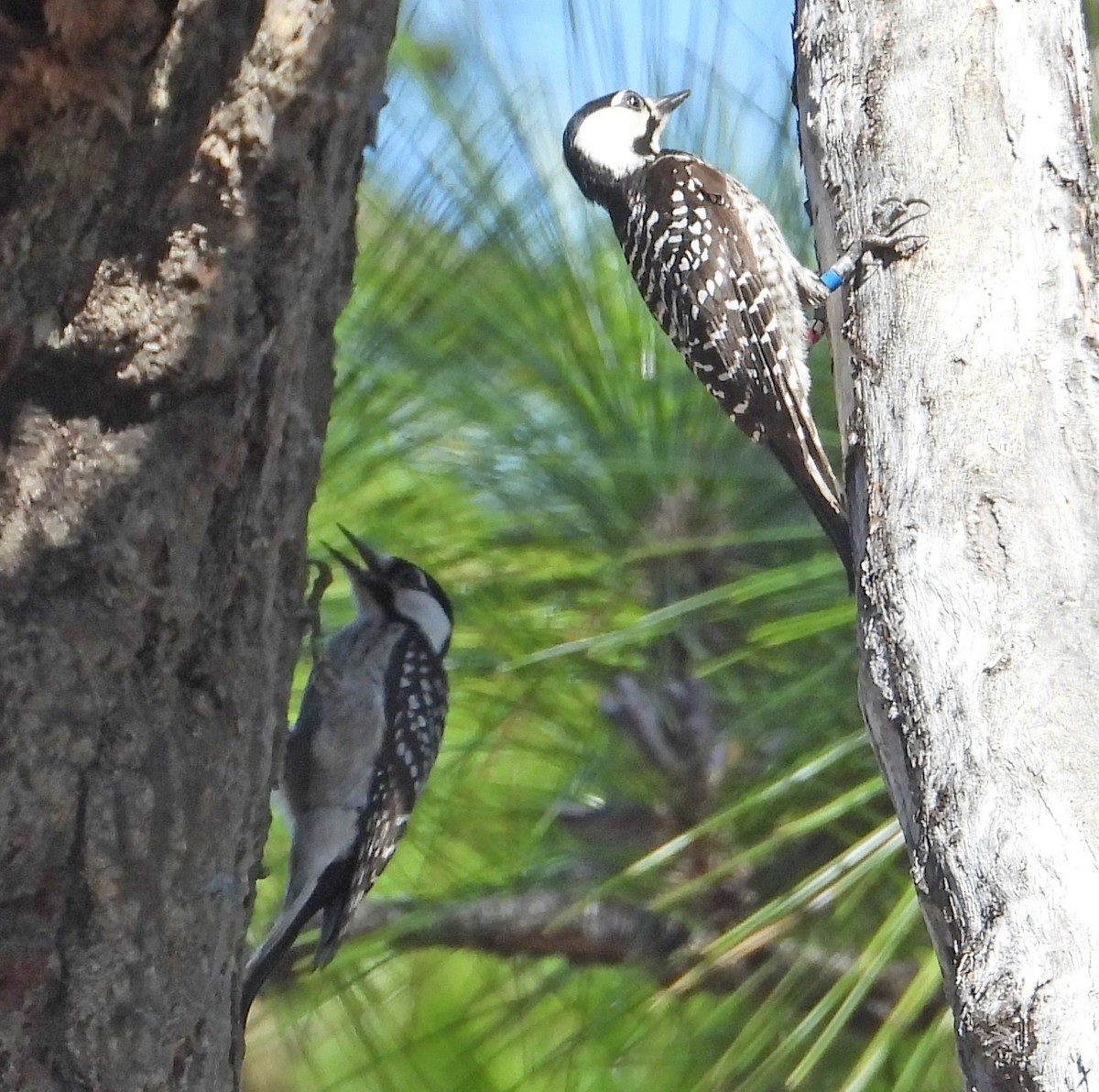 Red-cockaded Woodpecker - ML632382419