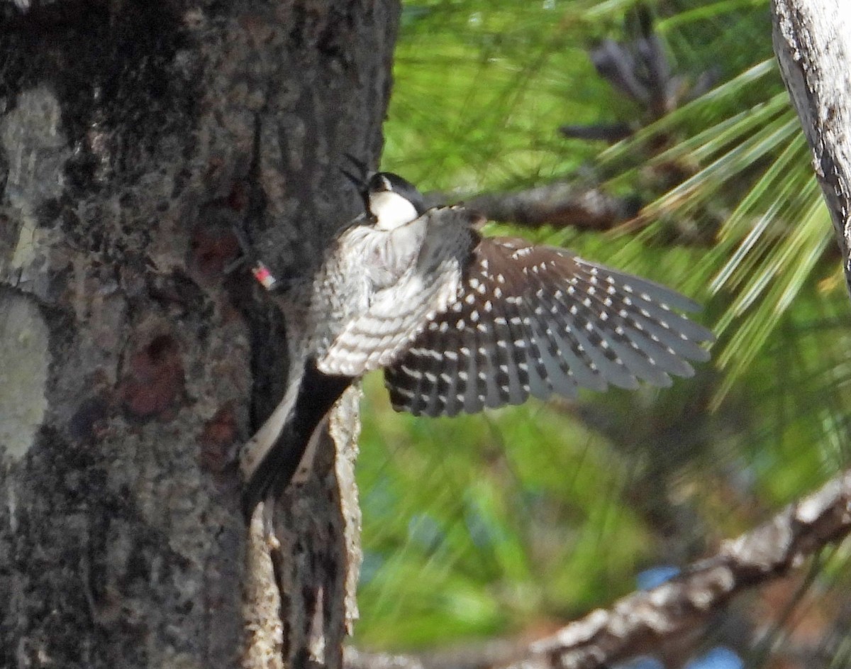 Red-cockaded Woodpecker - ML632382420