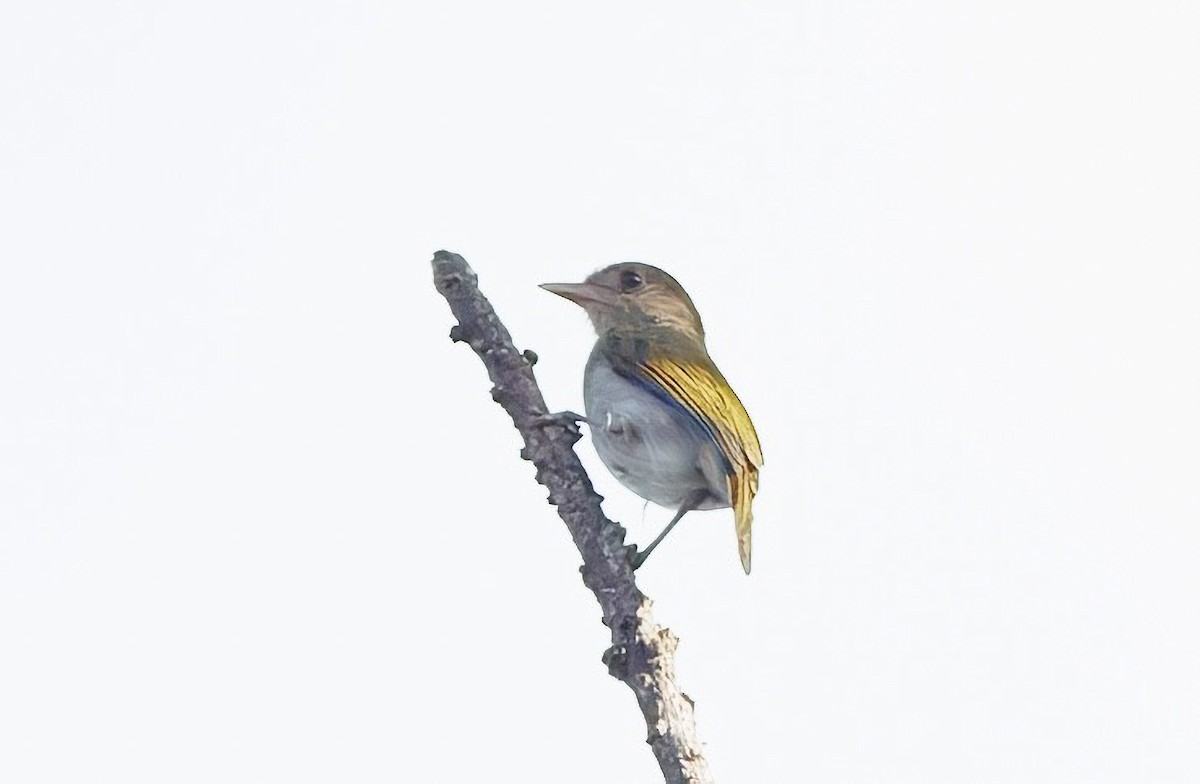Brown-headed Greenlet - ML632382509