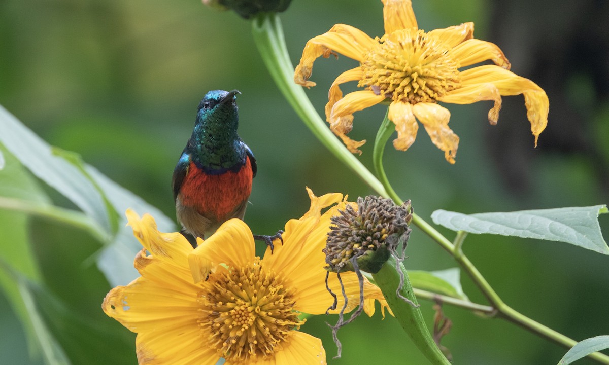 Northern Double-collared Sunbird - ML632382514