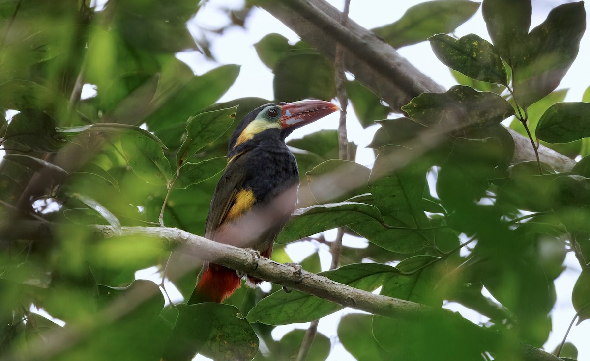 Tawny-tufted Toucanet - ML632382523
