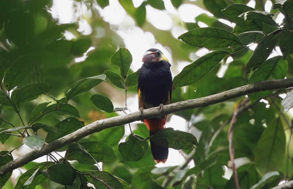 Tawny-tufted Toucanet - ML632382524