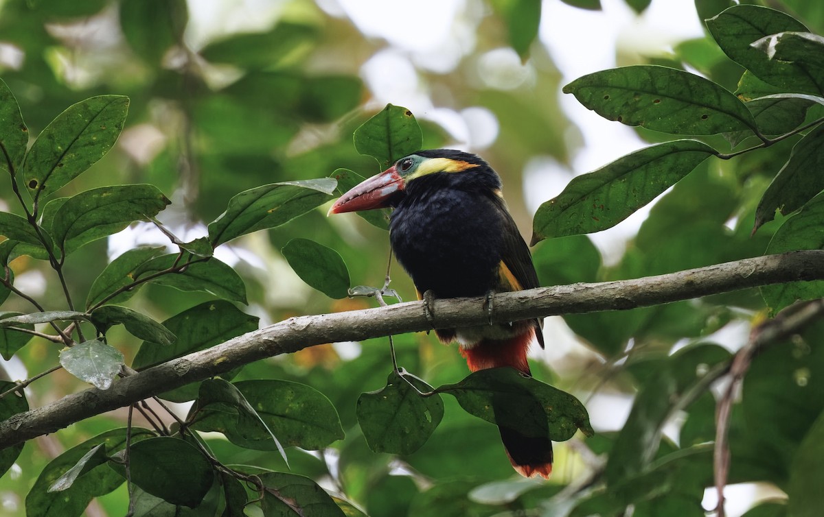 Tawny-tufted Toucanet - ML632382525