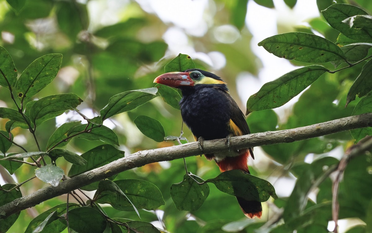Tawny-tufted Toucanet - ML632382526