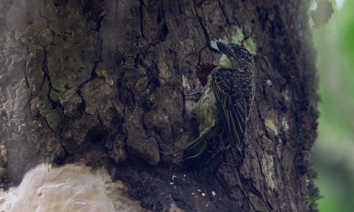 Speckled Tinkerbird - ML632382567