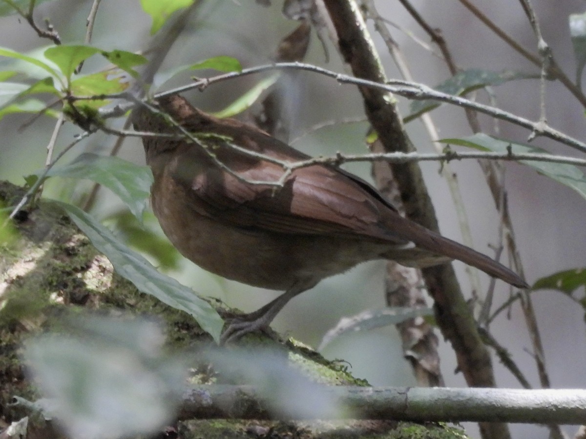 Hauxwell's Thrush - ML632382697