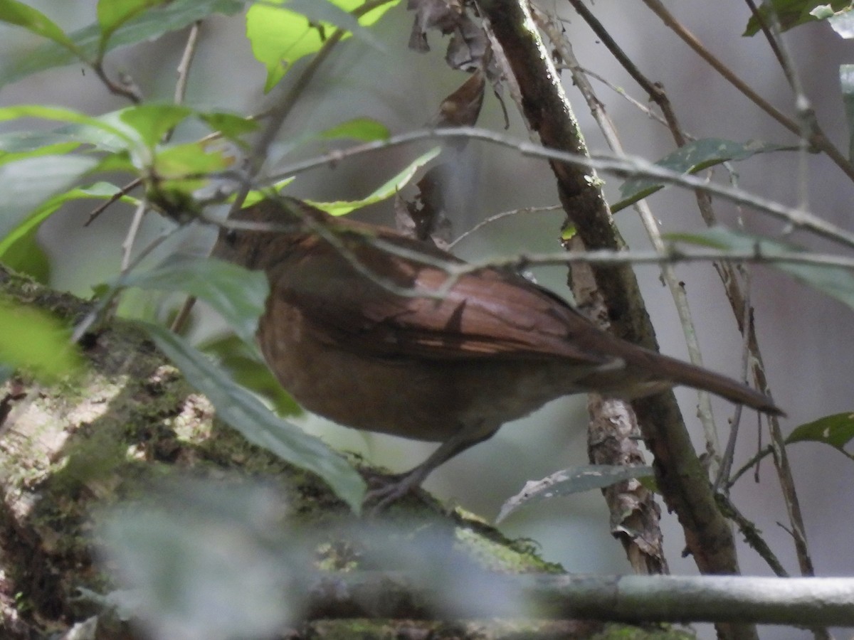Hauxwell's Thrush - ML632382698