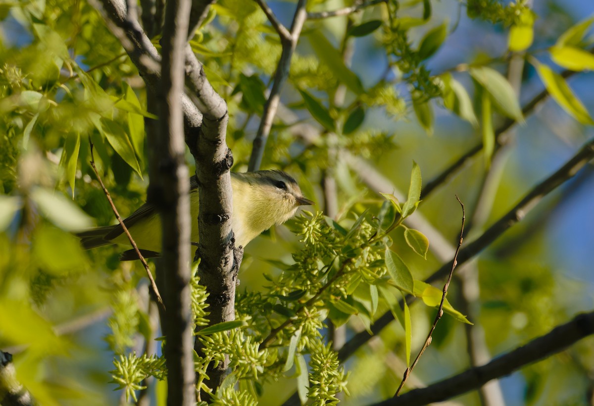 Philadelphia Vireo - ML632382729