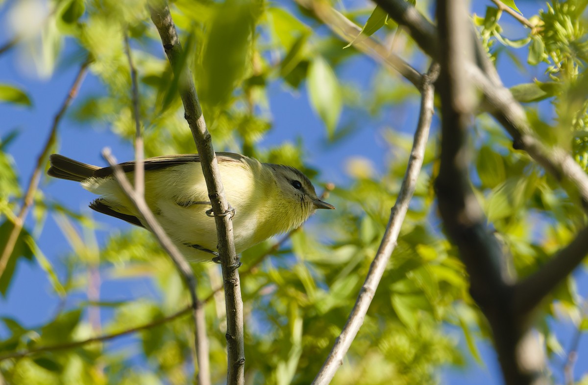 Philadelphia Vireo - ML632382730