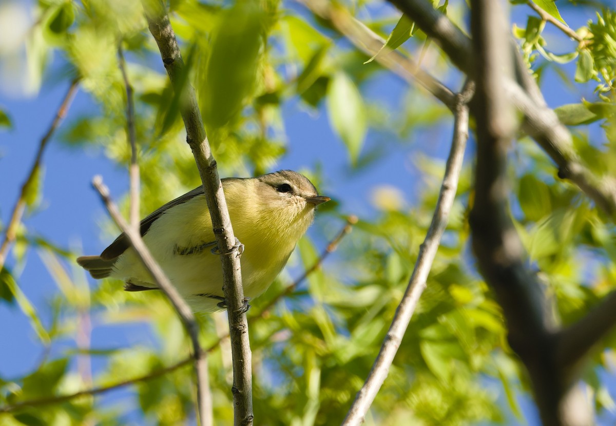 Philadelphia Vireo - ML632382733