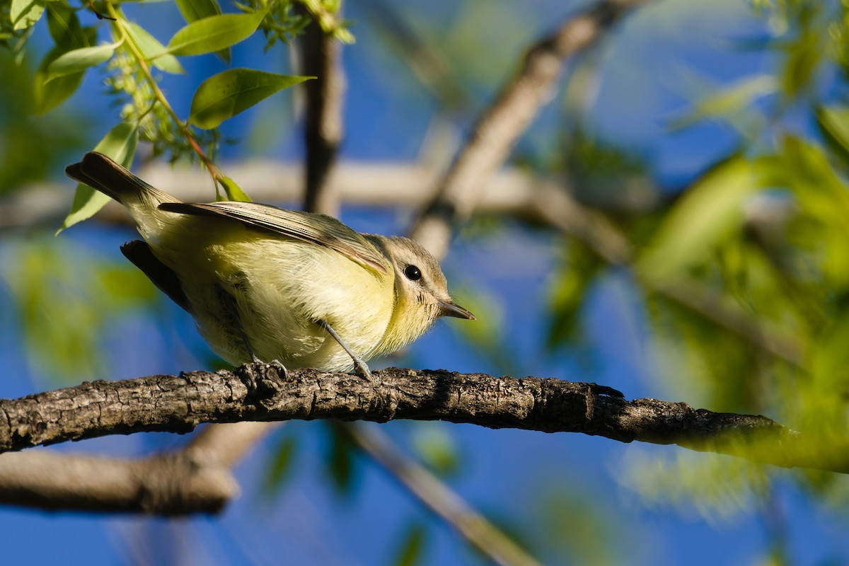 Philadelphia Vireo - ML632382735