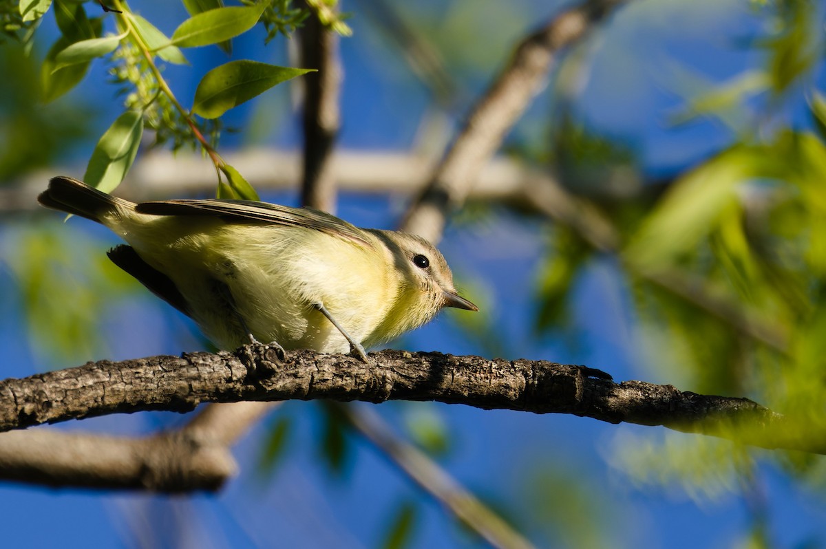 Philadelphia Vireo - ML632382740