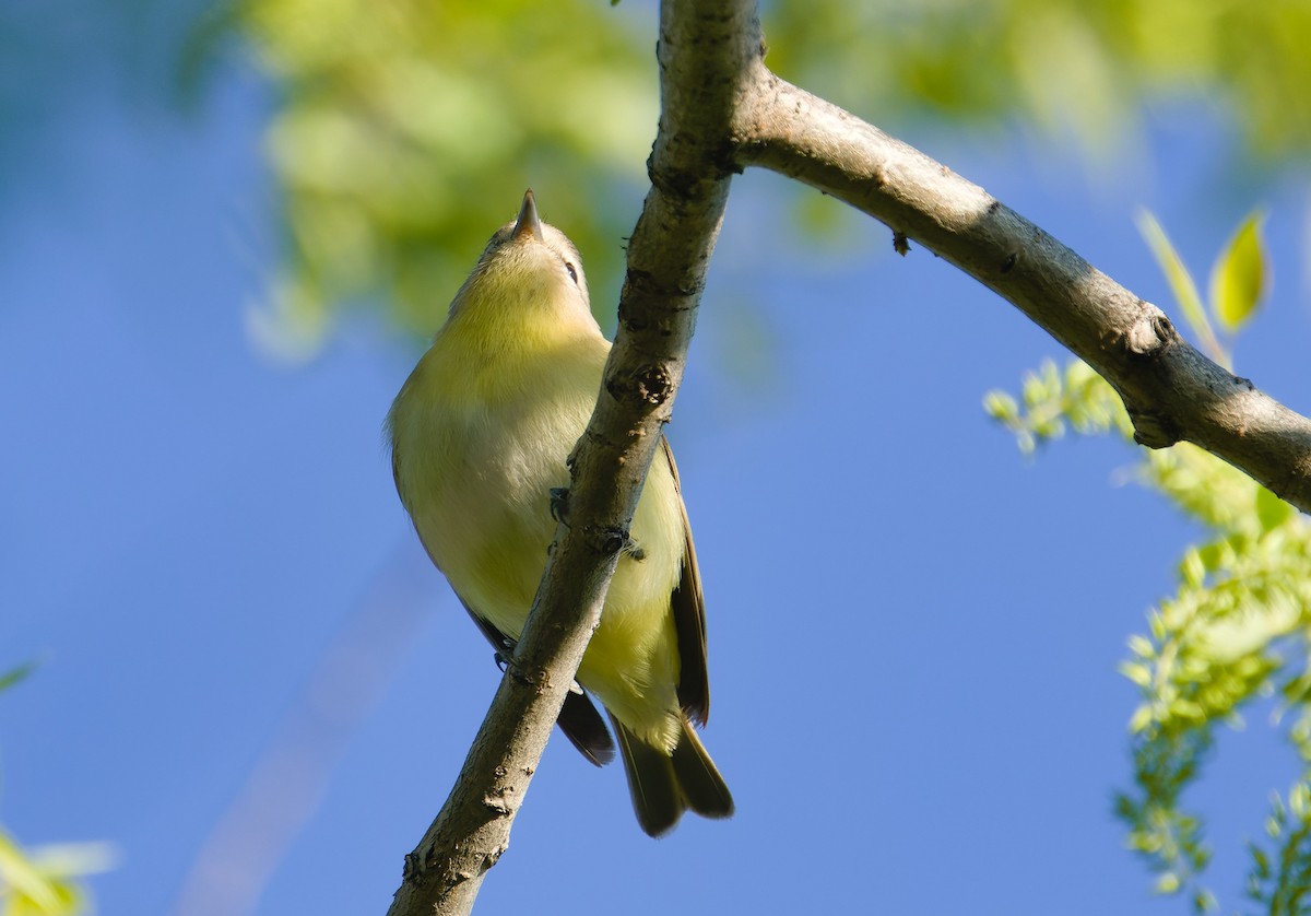 Philadelphia Vireo - ML632382741