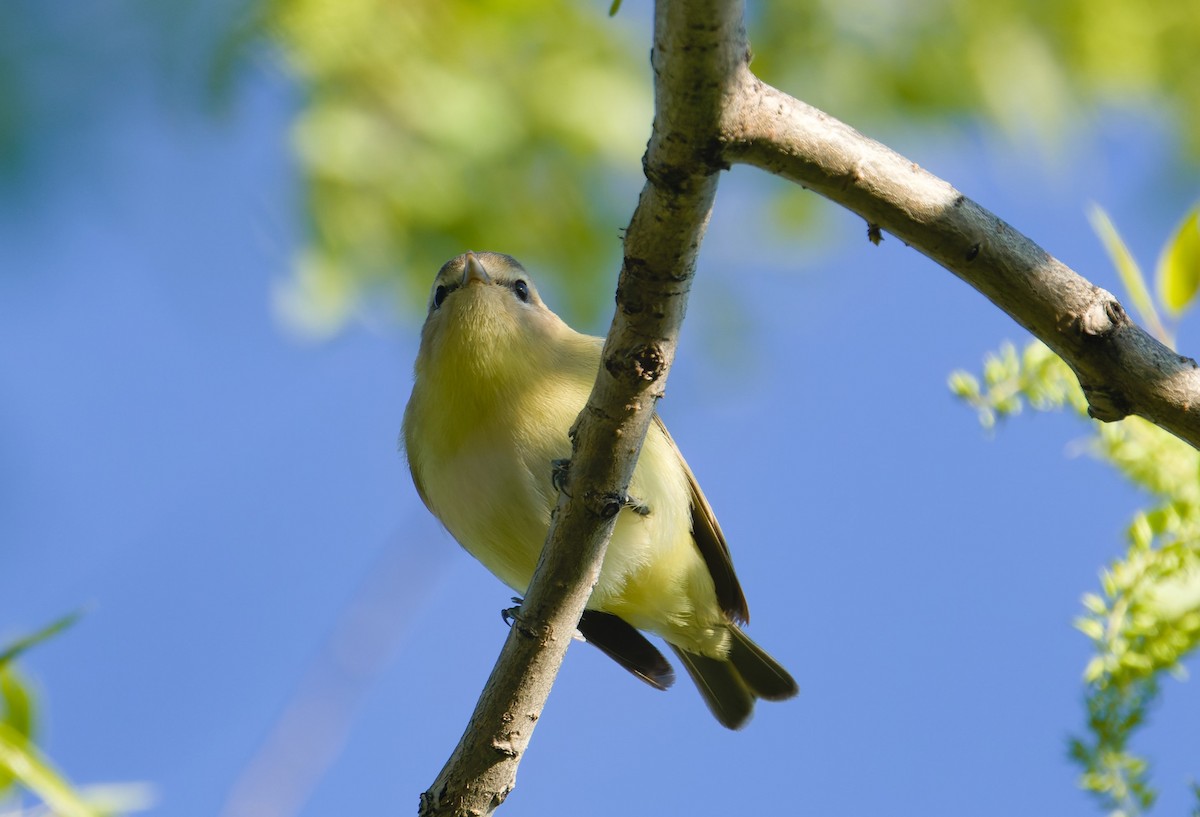 Philadelphia Vireo - ML632382742