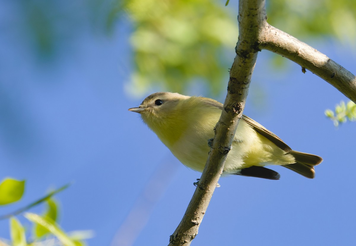 Philadelphia Vireo - ML632382744